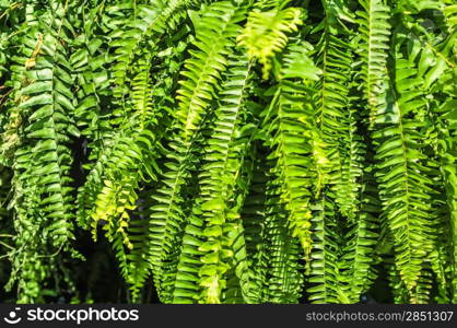 Beautyful leaves of fern (Cyathea lepifera)