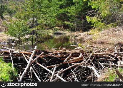 Beaver dam