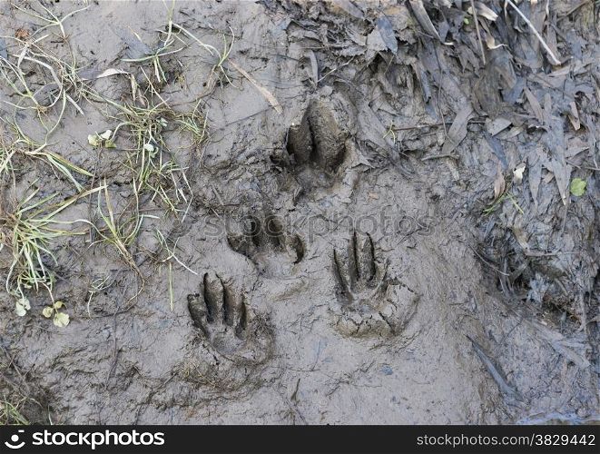 beaver footprint in mid near river in holland europe