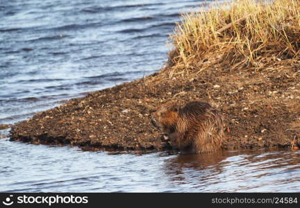 Beaver River