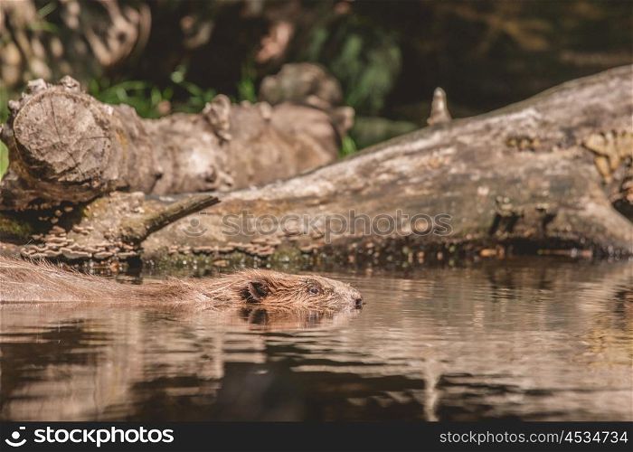 Beaver swimming in a lake in Canada in the summer