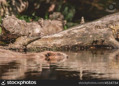 Beaver swimming in a lake in Canada in the summer