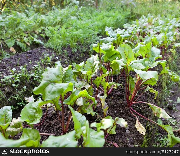 Bed in a garden with beet shoots
