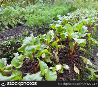 Bed in a garden with beet shoots