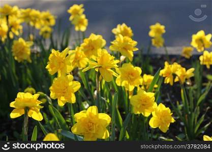 Bed of beautiful yellow Daffodils