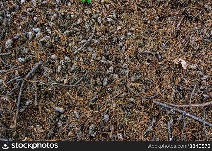 bed of conifer cones in the forest
