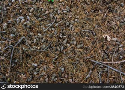 bed of conifer cones in the forest