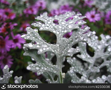 Bed of flowers after rain. Cineraria growing.