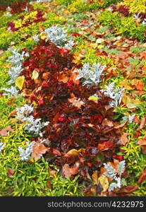 Bed of flowers after rain. Cineraria growing and fallen yellow leaves