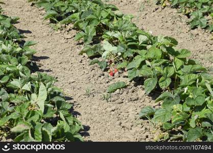 bed of strawberries in the garden. Strawberry blossoms and bears fruit. bed of strawberries in the garden. Growing strawberries in rows. Strawberry blossoms and bears fruit.