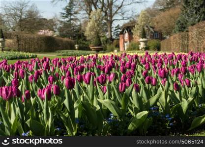 Bed of tulips in English country garden