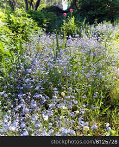 bed with forget-me-nots