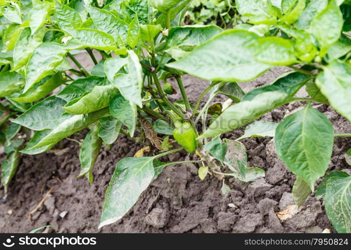 bed with green bell peppers in garden