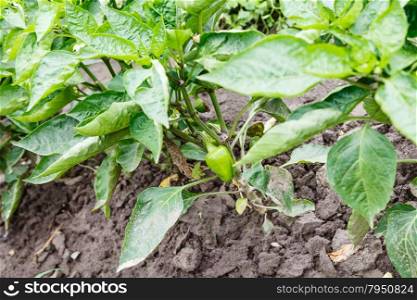 bed with green bell peppers in garden