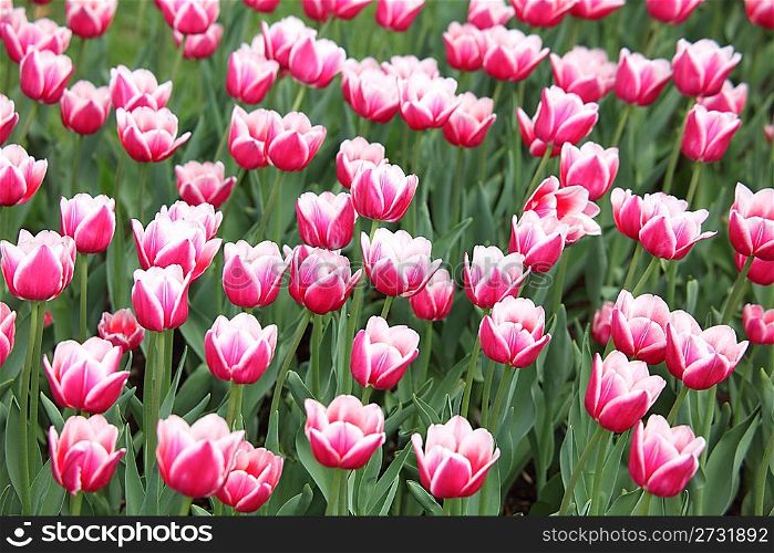 Bed with pink-white tulips