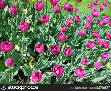 Bed with tulips