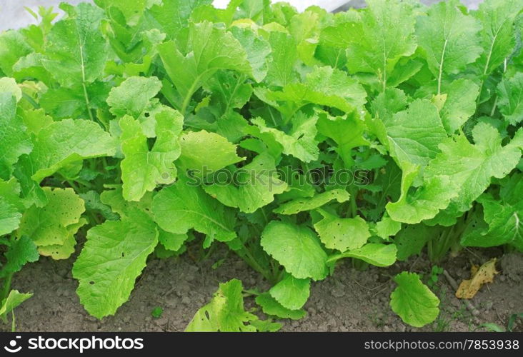 Bed with turnip in the garden