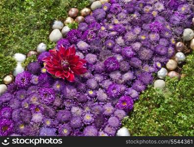 Bed with violet asters and gold stones