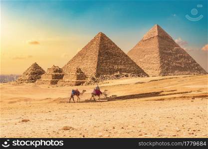 Bedouin with camels on a background of pyramids at sunset. Pyramids at sunset