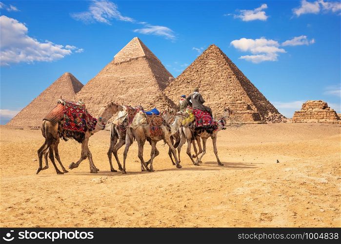 Bedouins on camels in front of the famous Giza Pyramids in Egypt.. Bedouins on camels in front of the famous Giza Pyramids in Egypt