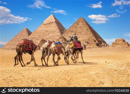 Bedouins on camels in front of the famous Giza Pyramids in Egypt.. Bedouins on camels in front of the famous Giza Pyramids in Egypt