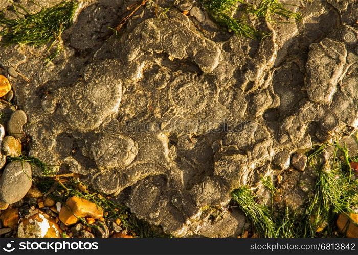 Bedrock by sea with remains of ammonites. Charmouth Beach, Dorset, England, United Kingdom