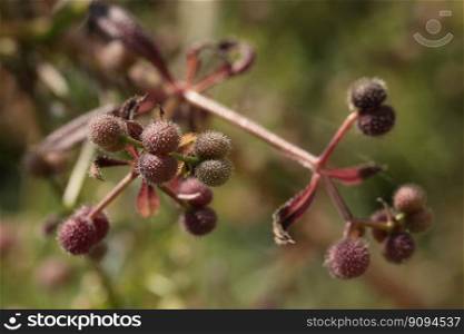 bedstraw seed pods fruit stand fall