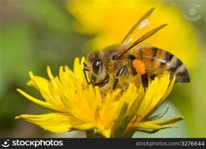 Bee and dandelion flower
