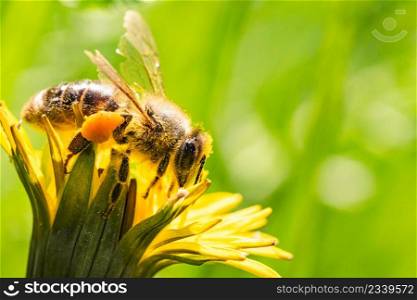 Bee and flower. Close up of a large striped bee collecting pollen on a yellow flower on a Sunny bright day. Macro horizontal photography. Summer and spring backgrounds. Bee and flower. Close up of a large striped bee collecting pollen on a yellow flower on a Sunny bright day.