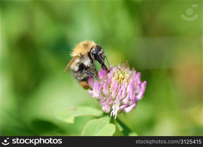 Bee and flower on a green background
