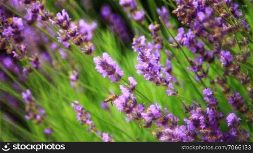 Bee approaches flowers of lavender
