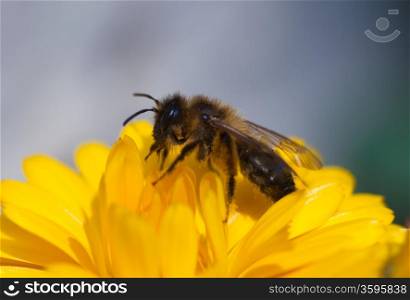 Bee, Burgos, Castilla y Leon, Spain