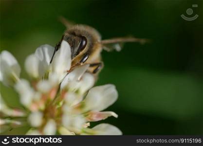 bee clover pollination insect