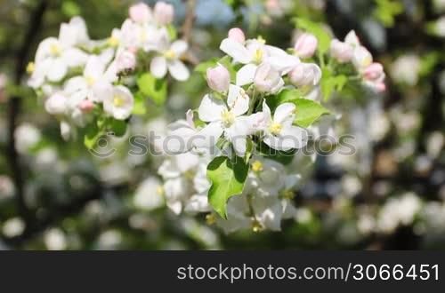 bee collect nectar and pollen from white apple blossom