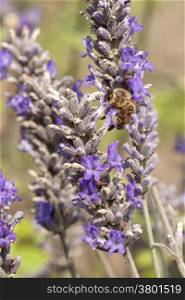 bee collecting honey on flowers of lavender