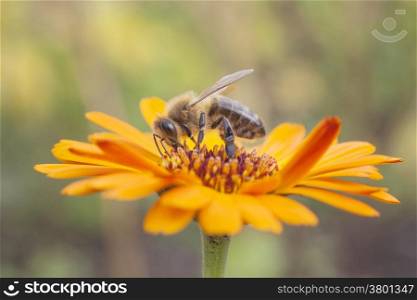 bee collecting honey on orange marigold