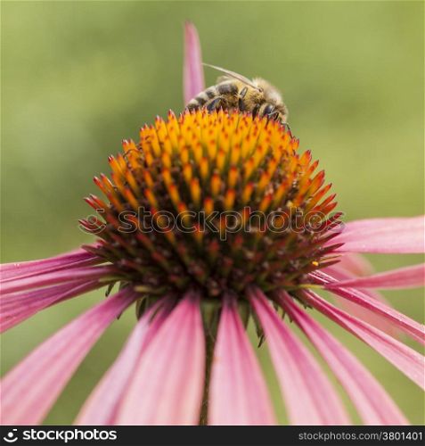 bee collecting honey on top of pink daisy