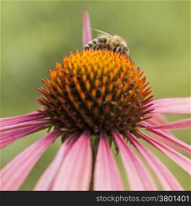 bee collecting honey on top of pink daisy