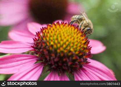 bee collecting honey on top of pink daisy