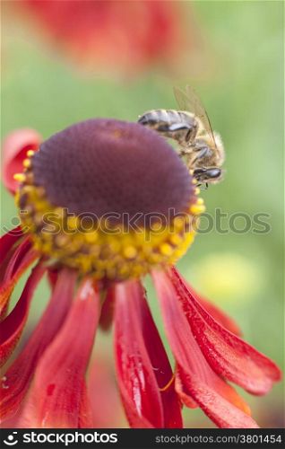 bee collecting honey on top of red daisy