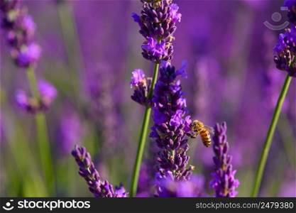 Bee collecting nectar and pollen from blossoming lavender bush