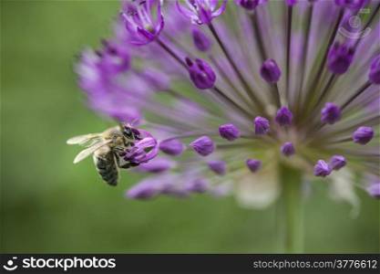 bee collecting nectar on purple flower of allium