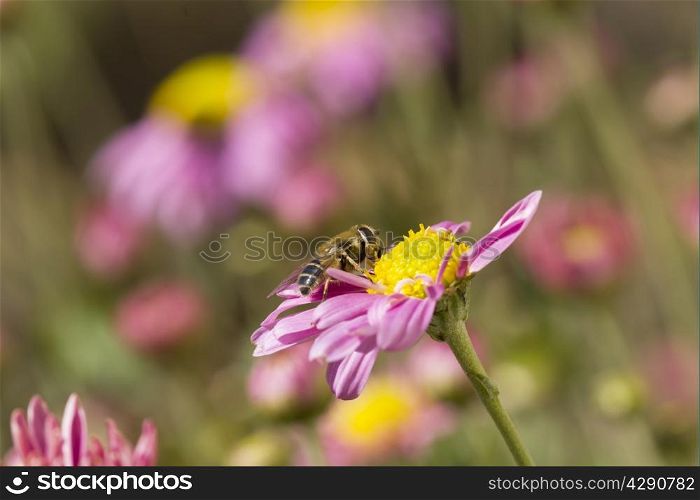 bee collecting pollen from flower