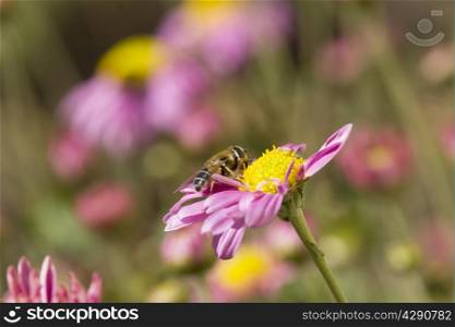 bee collecting pollen from flower