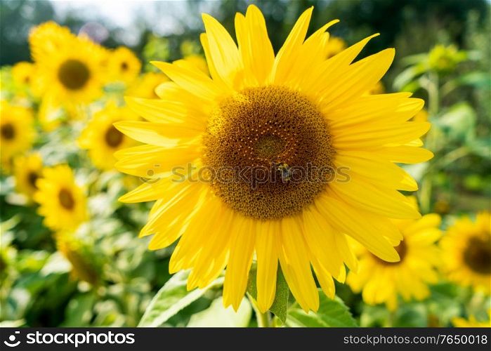 Bee collecting pollen on a sunflower in a field of sunflowers