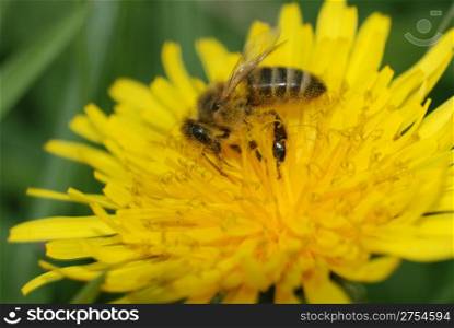 Bee collecting pollen. The Crimean peninsula - the East Europe