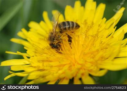 Bee collecting pollen. The Crimean peninsula - the East Europe