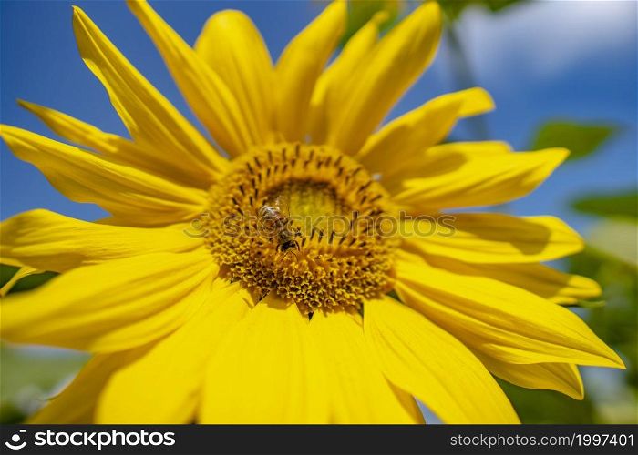 Bee collects nectar from a sunflower flower on orange blurred background, banner for website. Panorama. Blurred space for your text.