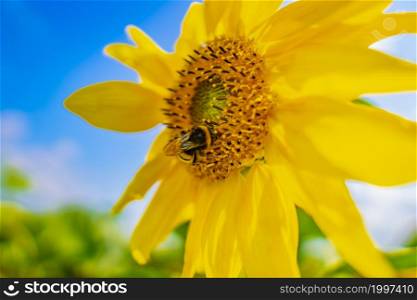 Bee collects nectar from a sunflower flower on orange blurred background, banner for website. Panorama. Blurred space for your text.