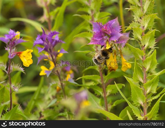 Bee collects nectar from flowers (Melampyrum nemorosum). Bee collects nectar from flowers (Melampyrum nemorosum)